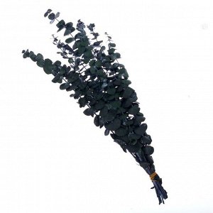 Школа талантов Сухоцвет «Эвкалиптовое дерево», зелёный, 10 шт. в упаковке