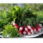 Семена комнатных цветов