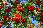 САЖЕНЦЫ КРАСНОПЛОДНОЙ АМУРСКОЙ РЯБИНЫ