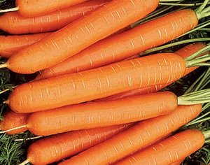 Морковь Нантская 4 (ЧБ) (ув.размер) 2гр.