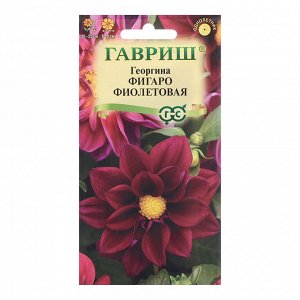 Семена Георгина "Фигаро", ц/п,  фиолетовая 7 шт.