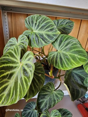 Филодендрон Philodendron verrucosum