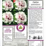 Пион Персиковый цвет древовидный (Поиск) 1шт (коробка) розовый,корончатый,средний,h180-200см,d-15см