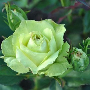 Саженец Роза Зеленый Чай, 1 шт, Весна 2024