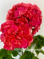 Пеларгония зональная ИВ-Русское Раздолье