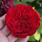 Тесс (Tess of the d&#039;Urbervilles) Шраб