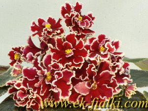Фиалка Очень крупные махровые ярко-красные цветы с широкой белой каймой с зеленцой. Красивый кроновый пестролистник из тёмно-зелёных листьев, в центре розетки лилово-кремовые листья с тёмно-зелёными в