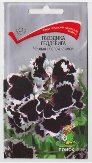 Гвоздика Геддевига Черная с бел каймой (Код: 72139)