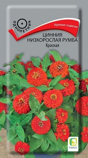 Цинния Румба Красная низкорослая (Код: 91546)