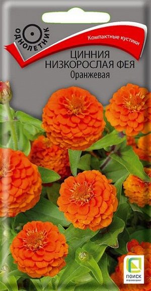 Цинния Фея оранжевая (Код: 91548)