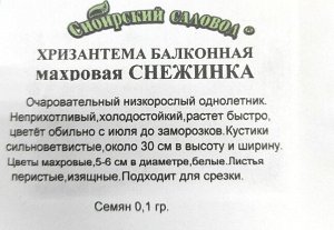 Хризантема Снежинка махр. балконная ч/б (Код: 91952)