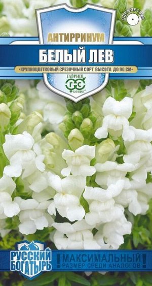 Львиный зев Белый лев (Код: 91949)