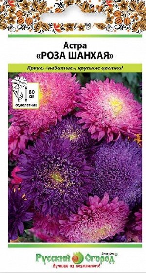 Астра Роза Шанхая (Код: 14988)