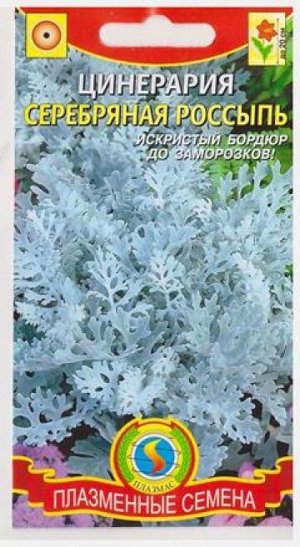 Цинерария Серебряная россыпь (Код: 81040)