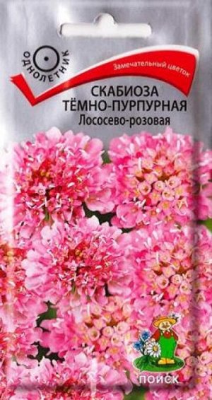 Скабиоза Темно-пурпурная Лососево-розовая (Код: 84381)