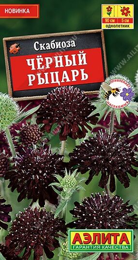 Скабиоза Черный рыцарь (Код: 92099)