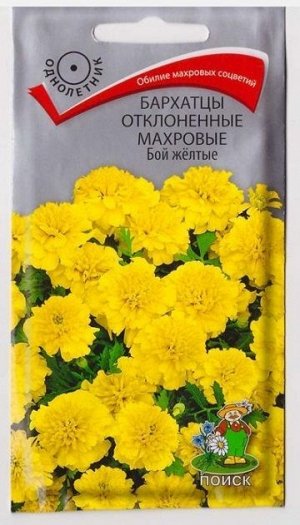 Бархатцы Бой Желтые (Код: 73442)
