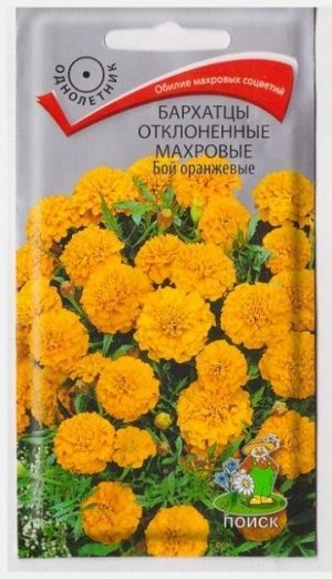 Бархатцы Бой Оранжевые (Код: 16205)