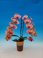 Phal. Jiuh bao thriving
