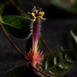 Колумнея Teucheri (TRICANTHA MINOR)
