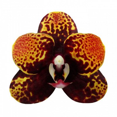 Очень редкие эксклюзивные коллекционные орхидеи. На май.
