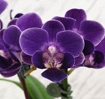 Phal. Violet Eye