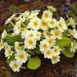 Примула жёлтая низкая