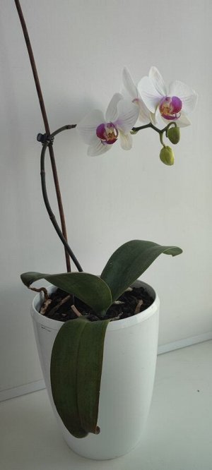 Орхидея живая