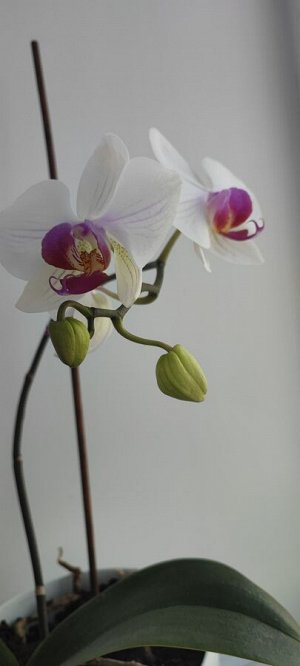 Орхидея живая
