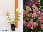 Гортензия метельчатая Строуберри Блоссом