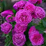Роза Heidi Klum Rose