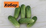 Хабар