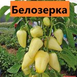 Белозерка