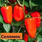 Соломон