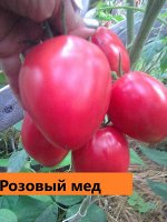 Розовый мед салатный