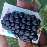 Ежевика Прайм Арк Фридом (коробка) 1шт (Сиб Сад)
