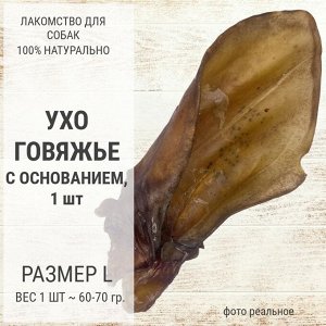 Ухо говяжье с основанием L, 1 шт (60-70 гр)