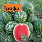 Трофи
