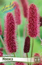 Кровохлёбка (Sanguisorba) Мензиса