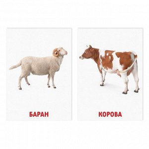 Обучающие карточки по методике Глена Домана «Домашние животные», 8 карт, 2+