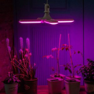 Фитолампа (лампа для растений светодиодная). Форма &quot;P&quot; лепестковая, матовая. Спектр для рассады и цветения. Картон. LED-P65-32W/SPSB/E27/FR/P4 PLP32WH