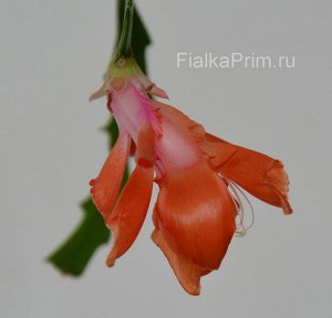 Шлюмбергера