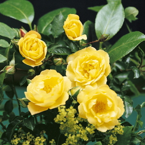 Саженец розы Лаймесголд (Limesgold)