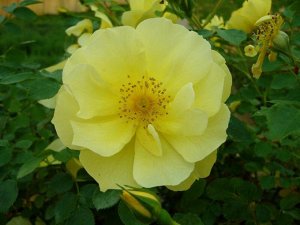 Саженец розы Лаймесголд (Limesgold)