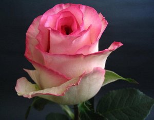 Саженец розы Белла Вита (Belle Vita)