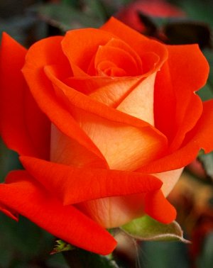 Саженец розы Верано (Verano)