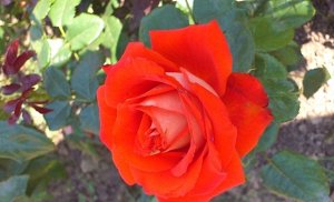 Саженец розы Верано (Verano)
