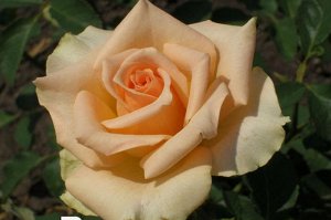 Саженец розы Версилия (Versilia)