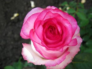 Саженец розы Дольче Вита (Dolce Vita)