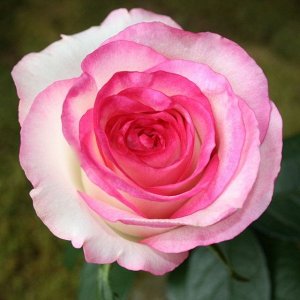 Саженец розы Дольче Вита (Dolce Vita)